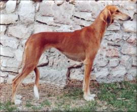 Ch Basilissa Semen
