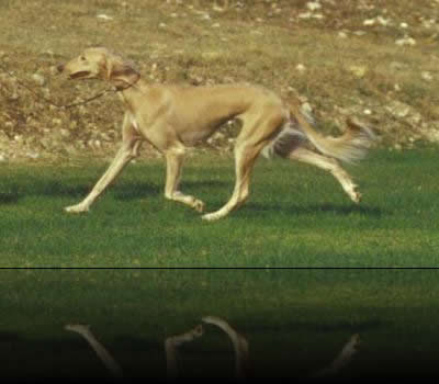 Eva movimento