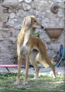 Ch. Al Lu Lua Min Layla