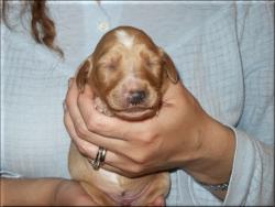 maschio oro - gold male
