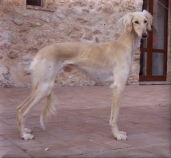 Farah Diba
