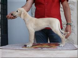 femmina crema - cream female