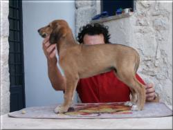 maschio fulvo - fawn male