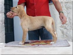 maschio oro - gold male
